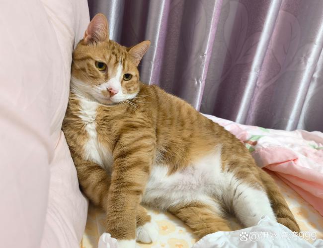 游刃有余！弗格9中6拿19分布兰登古德温10中8砍24分7板8助